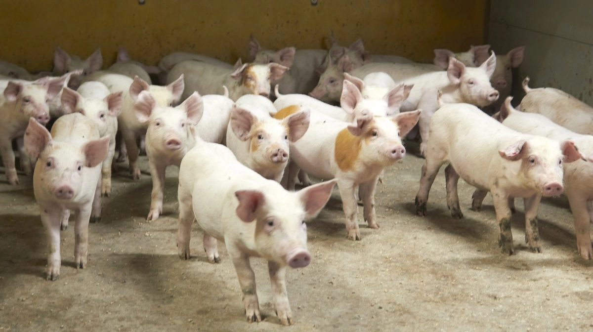 CrownFarm indebærer bl.a. afbrænding af metan fra gylle. Det er en teknologi opfundet af AgroGas og udbredt i samarbejde med Danish Crown. Arkivfoto: Tenna Bang
