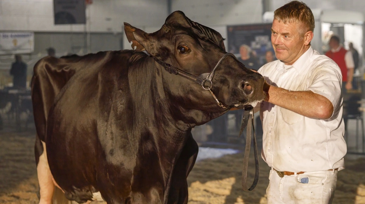 Den otteårige Federal-datter fra Skovgård i Loudal ved Them blev bedste ældre holstein-ko og kåret som Miss Himmerland på tværs af racerne ved Kimbrerskuet 2025. Foto: Bent Erik Christensen