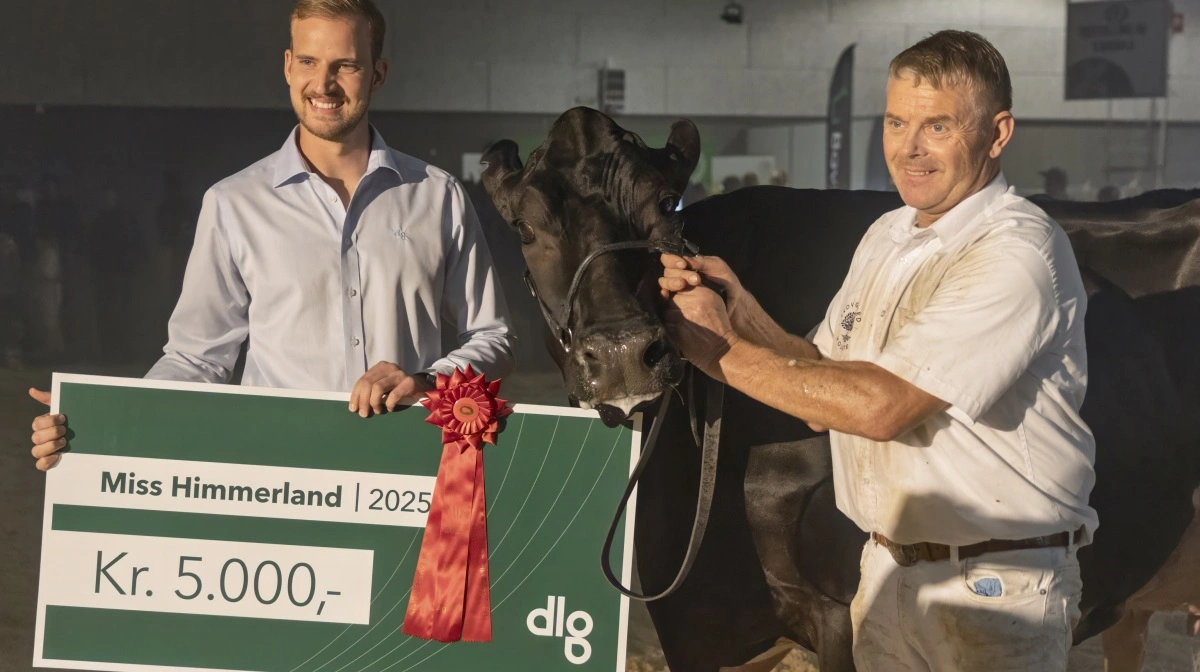 Skovgård i Loudal ved Them fik 5.000 sponsorkroner fra DLG med sig hjem, da denne Federal-datter med 5,7 års ydelse blev kåret til årets Miss Himmerland. Foto: Bent Erik Christensen