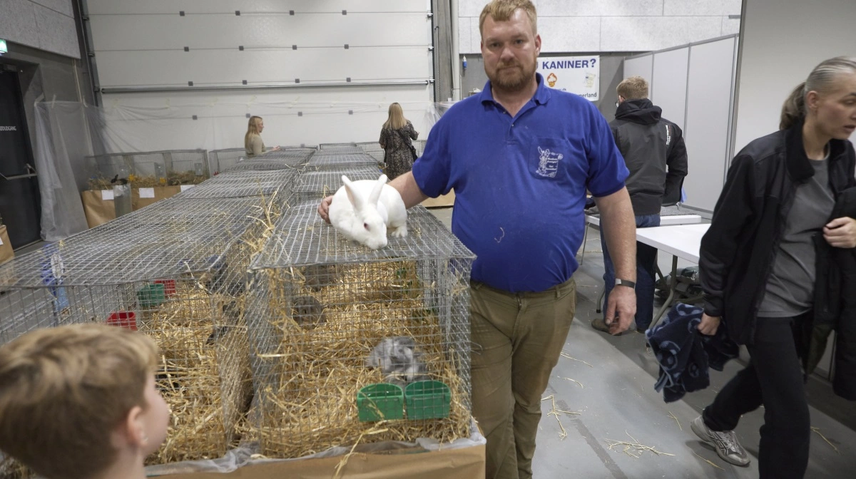 Kaninerne var stærkt repræsenteret på årets Kimbrerskue. Her viser Kristian Mose Kristensen en af de 70 udstillede kaniner frem.
