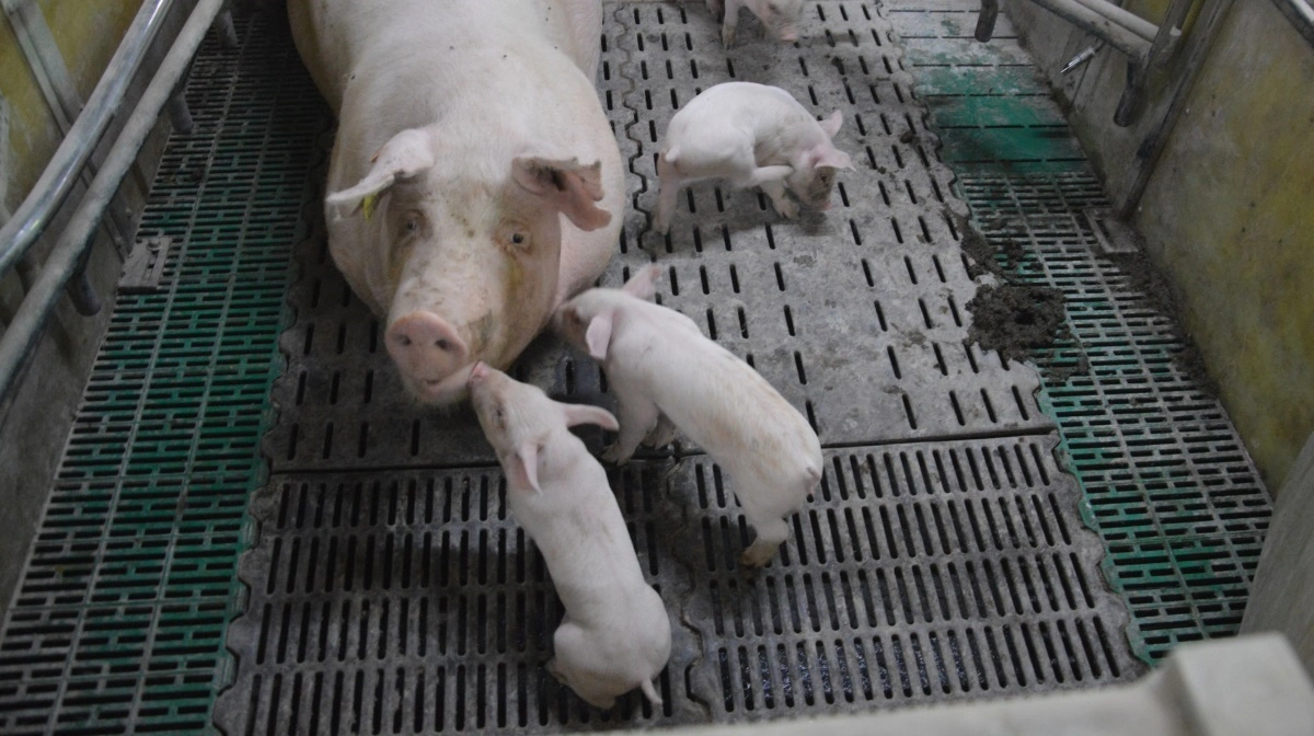 Den europæiske arbejdsgruppe - UCOL - har besøgt en dansk svineproducent for at få indblik i erfaringer med løse diegivende søer. Arkivfoto: Camilla Bønløkke 