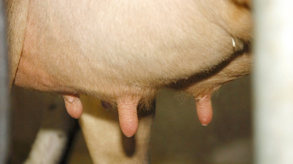 En mælkeproducent lever af at producere mælk, så forskningen forsøger at finde metoder, hvor man kan producere mælk, og samtidig have køer og kalve til at gå sammen, så de får mest muligt ud af det i den tid, de er sammen, og mindst mulig stress, når de skal adskilles. Arkivfoto: Bøje Østerlund