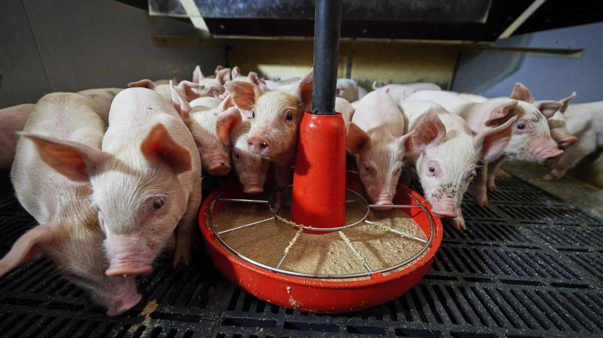 Biotekvirksomheden Aerbio rejser millionbeløb og indgår strategisk aftale om storskala proteinproduktion lavet på CO2. Arkivfoto