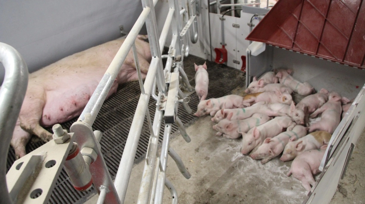 Det er vigtigt at styre klimaet i stien, så grisene hviler væk fra soen, så hun ikke ruller over dem, hvis de ligger op ad hende. Arkivfoto: Anne Wolfenberg