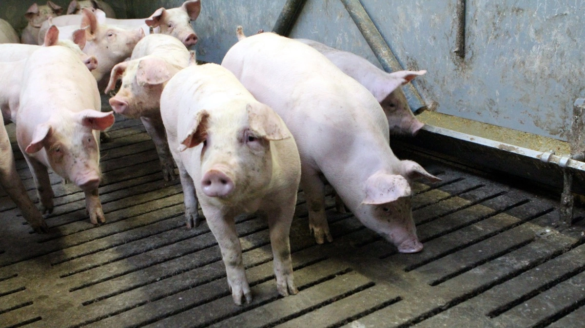 I de seneste to år er der opnået en avlsfremgang i avlskernen på 35 kroner pr. DanBred slagtegris, oplyser DanBred i en pressemeddelelse. Arkivfoto