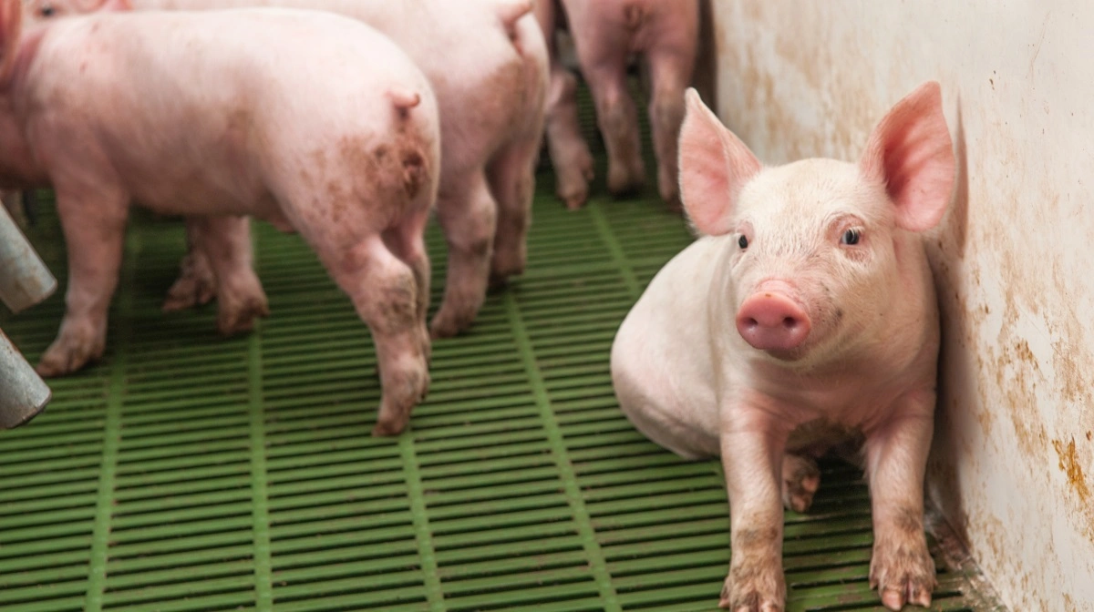 Produktionen af svin flytter gradvist mod områder med lavere omkostninger og færre miljøkrav. Foto: Colourbox