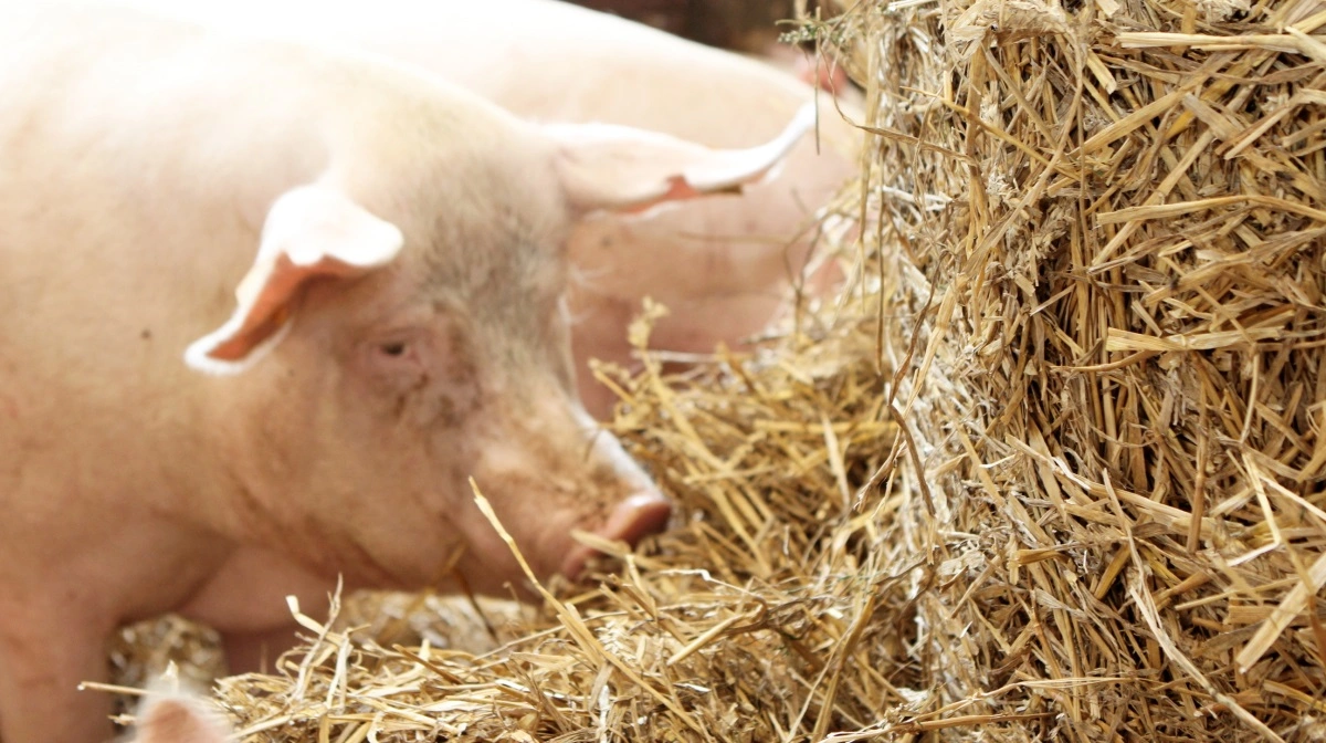 Som en del af SoWell-konceptet har Danish Agro udviklet to specialiserede blandinger til diegivende søer og to til drægtige søer. Arkivfoto: Anne Wolfenberg