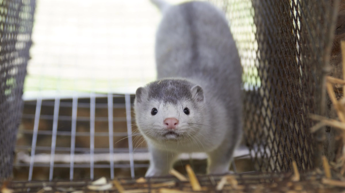 Tidligere minkavlere bag Birkekær Mink trækker 95 mio. kr. i udbytte efter at have modtaget fuld statslig erstatning. Arkivfoto: Tenna Bang