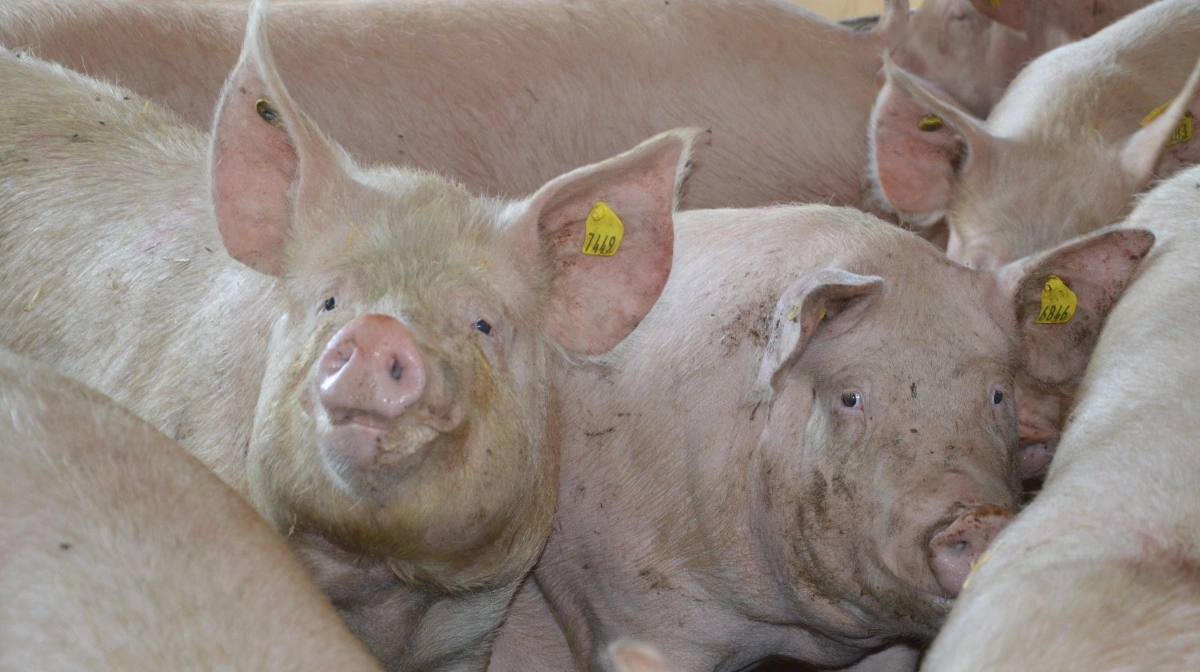 Svinefagdyrlæge Jesper B. Sanden fortæller, at man i Porcus har besluttet at fokusere på at mindske so- og gylte-dødeligheden i de kommende sæsoner af Fokus 35 Vital.