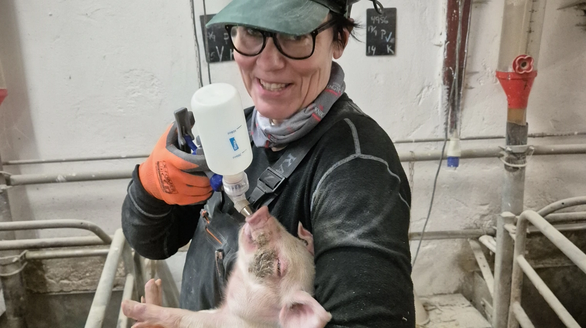 - Vi har valgt at tildele vaccinen i munden, for at vi er sikre på, at den enkelte gris får de 2 ml opblandet i vand, som de skal have, fortæller Heidi Ladekarl.