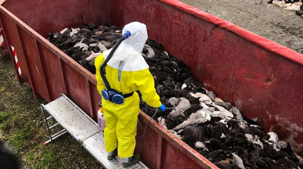 Nedlukningen af hele minkavlererhvervet i 2020 medførte en politisk aftale, der gav erhvervet 30 milliarder. Men ifølge Erhvervsministeriet var det tal blevet væsentligt mindre, hvis avlere og følgeerhverv var gået til domstolene. Arkivfoto: Brian Langballe Kristiansen