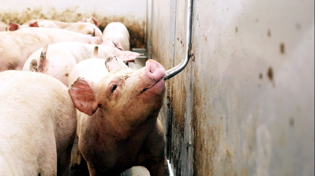 Kina og Vietnam investerer milliarder i vertikal megafarm med 1,6 mio. grise og fuldautomatisk produktion. Arkivfoto: Anne Wolfenberg