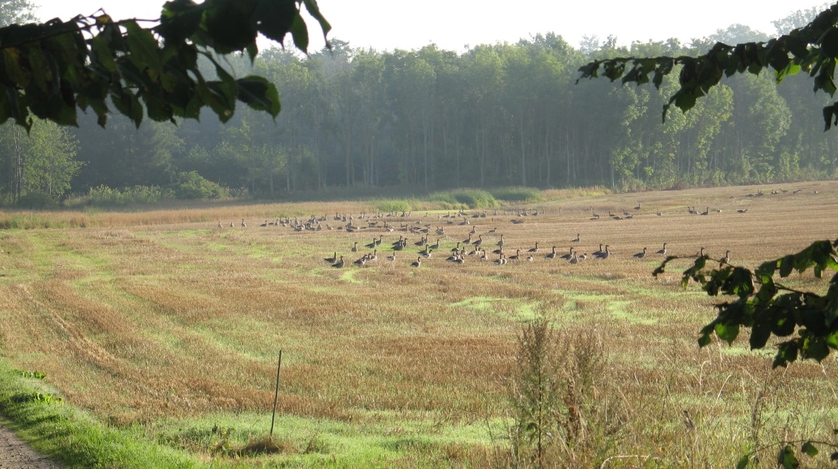 Gæs kan skabe store problemer for landmænd. Det oplever Oke Martinen på øen Anrum i Vadehavet. Billedet her er et arkivfoto, og har som sådan ikke noget med den aktuelle sag at gøre. Arkivfoto: Erik Hansen