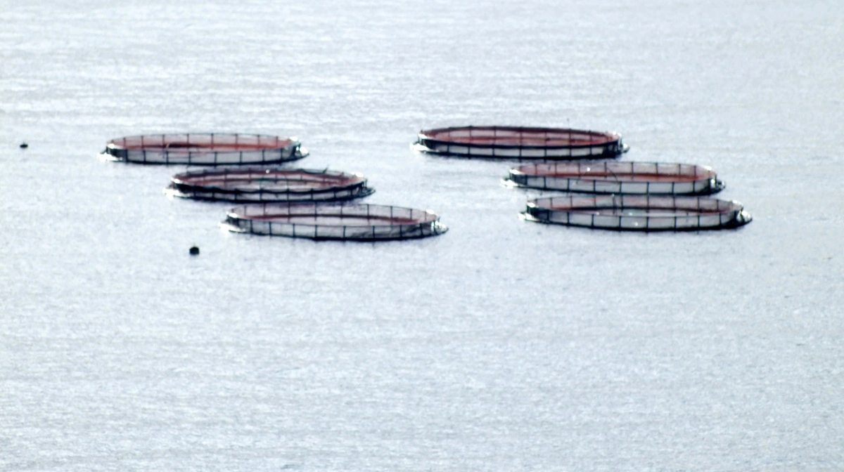 Ifølge et svar fra Ministeriet fra Grøn Trepart udleder de 19 danske havbrug tilsammen omkring 343 ton kvælstof og 36 ton fosfor om året, når den såkaldte baselineeffekt indregnes. Foto: Colourbox