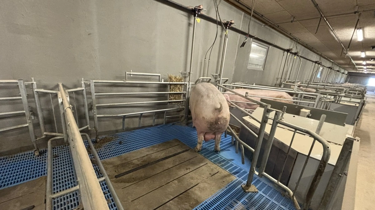 Den europæiske arbejdsgruppe - UCOL - har besøgt en dansk svineproducent for at få indblik i erfaringer med løse diegivende søer. Foto: Vivi Aarestrup Moustsen
