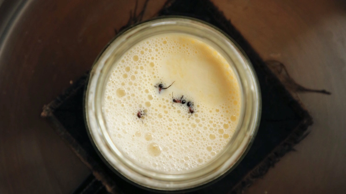 Som en del af den traditionelle bulgarske yoghurt-opskrift puttede forskerne fire levende skovmyrer i et glas med varm mælk. Fotos: David Zilber