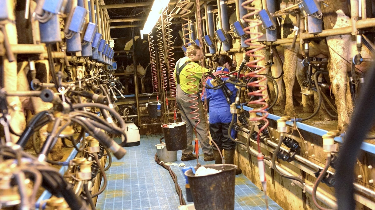 Trods teknologiske landvindinger er der stadig brug for human arbejdskraft. Og det går godt for beskæftigelsen i OECD-landene. Arkivfoto