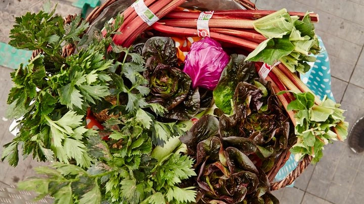 Planter er fundamentet for al fødevareproduktion – men tages alligevel ikke alvorligt af EU. Sådan lyder kritikken fra brancheforeningen Plantebranchen. 