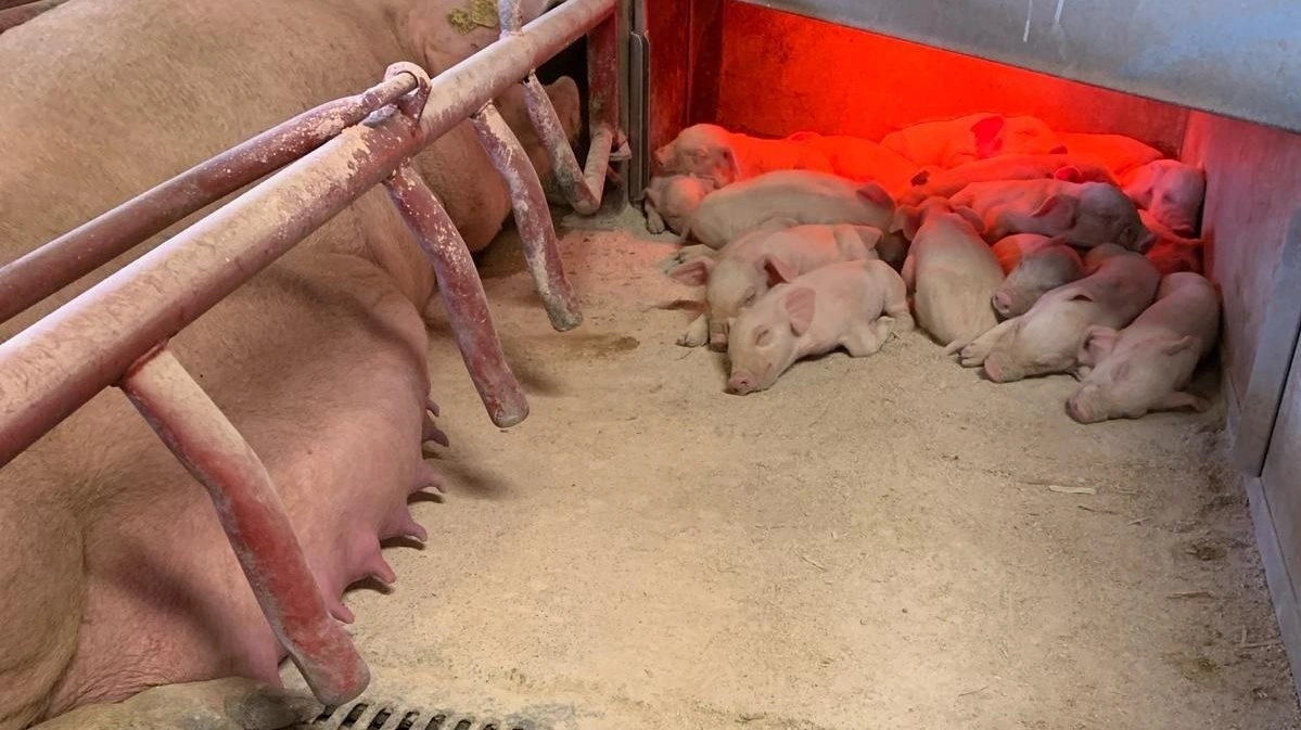 Efter genetikskifte faldt pattegrisdødeligheden fra 15 til 7 procent, og med flere læg pr. årsso, var der alt i alt flere grise, fortæller Henrik Larsen. Foto: Topigs Norsvin.