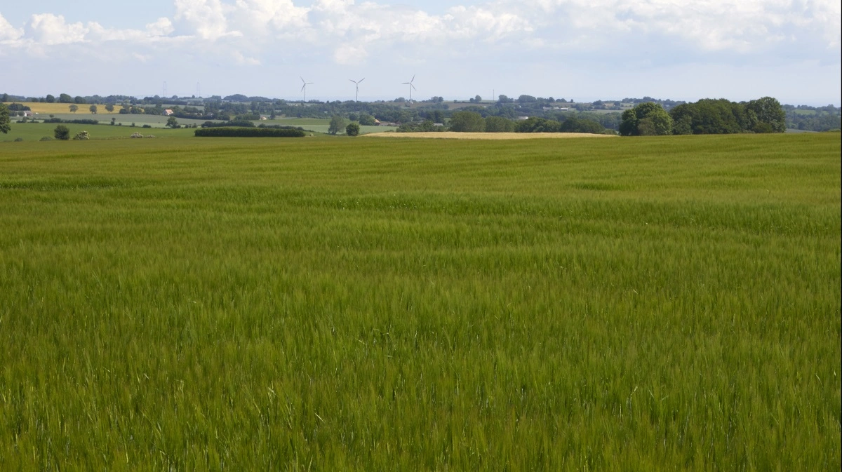 Gennemsnitsarealet for bedrifter med præcisionsteknologi er 180 hektar. Arkivfoto: Erik Hansen
