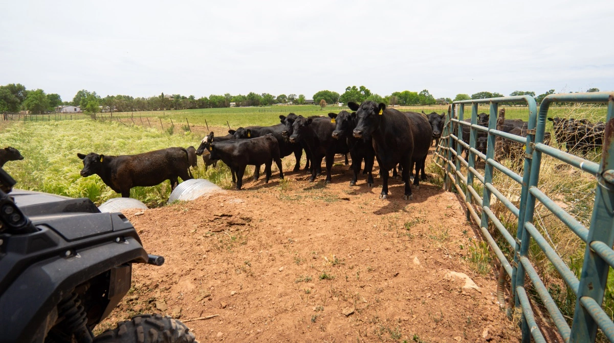 Amerikanske kvægavlere frygter, at import af argentinsk oksekød vil presse priserne og ramme hjemlig produktion. Arkivfoto: Daniel Barber