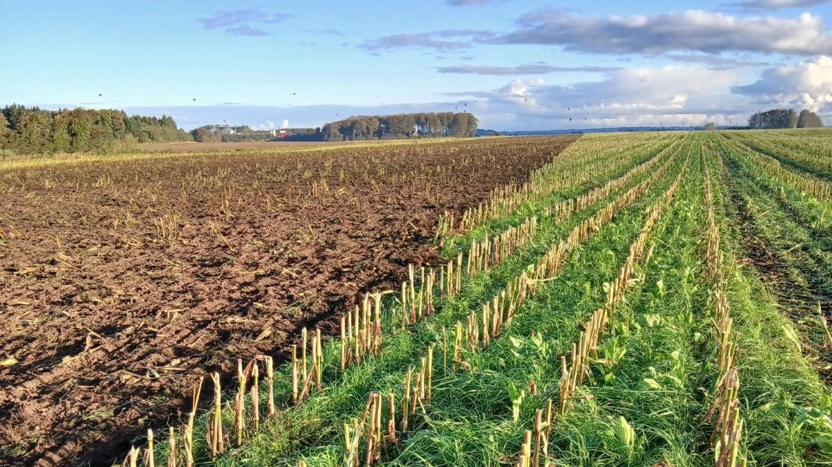 Selvom der blev sået hvede efter majs i denne mark, var der alligevel etableret efterafgrøder i majsen for diversitetens og jordens skyld. Efterafgrøden var græs og cikorie. Foto: FRDK