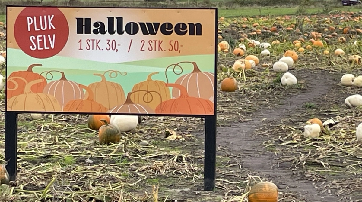 Sunddals Græskar ved Rødding er et af de steder i landet, hvor der dyrkes masser af græskar til halloween.