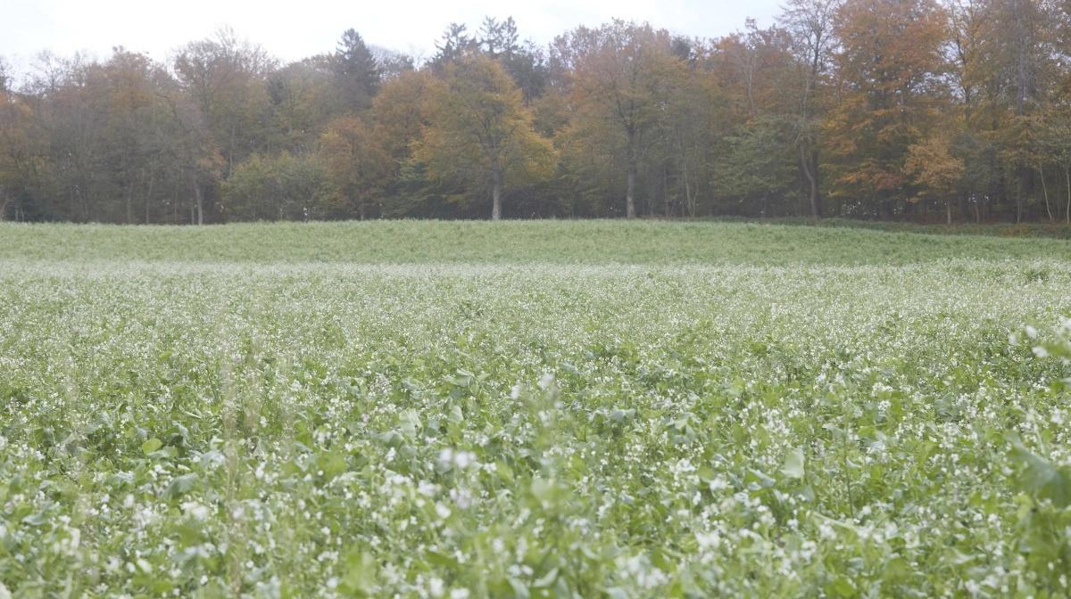 Lad efterafgrøden stå vinteren over hvis muligt. Foto: Erik Hansen