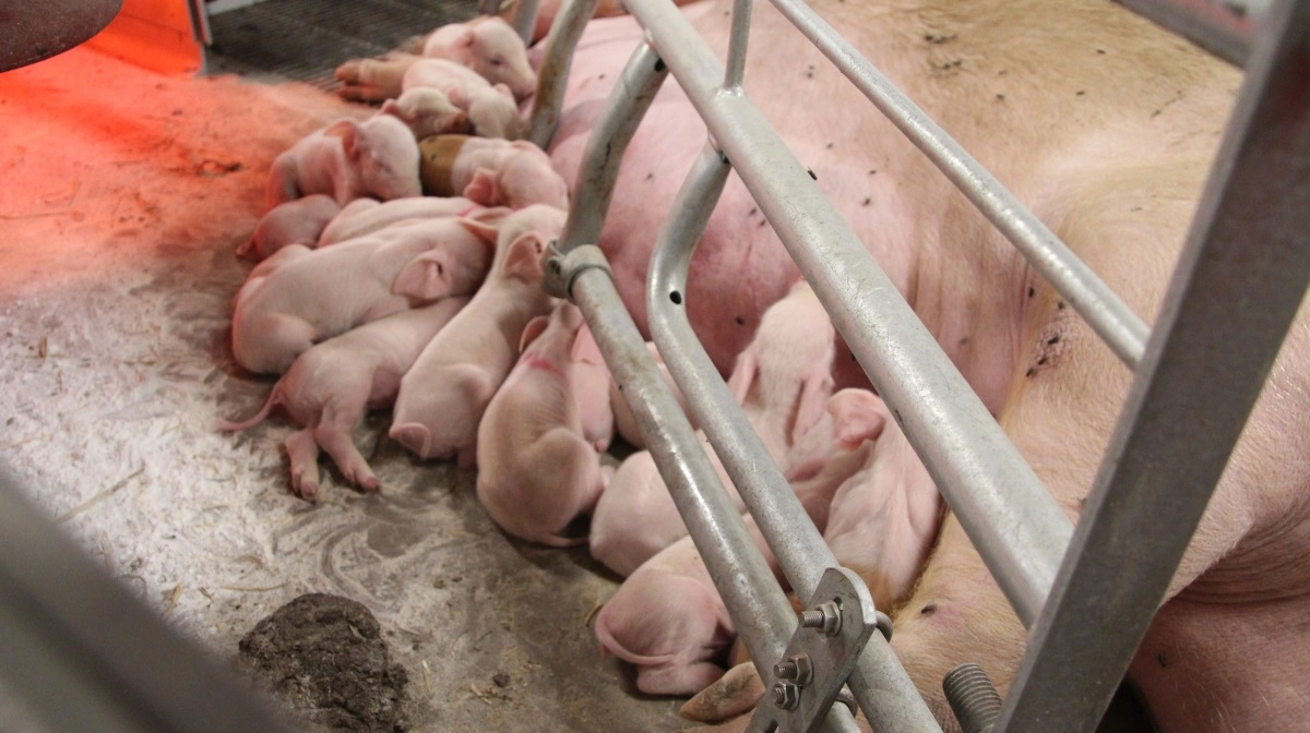 Der fødes mange og store grise i løsdriften hos Søren Michaelsen.