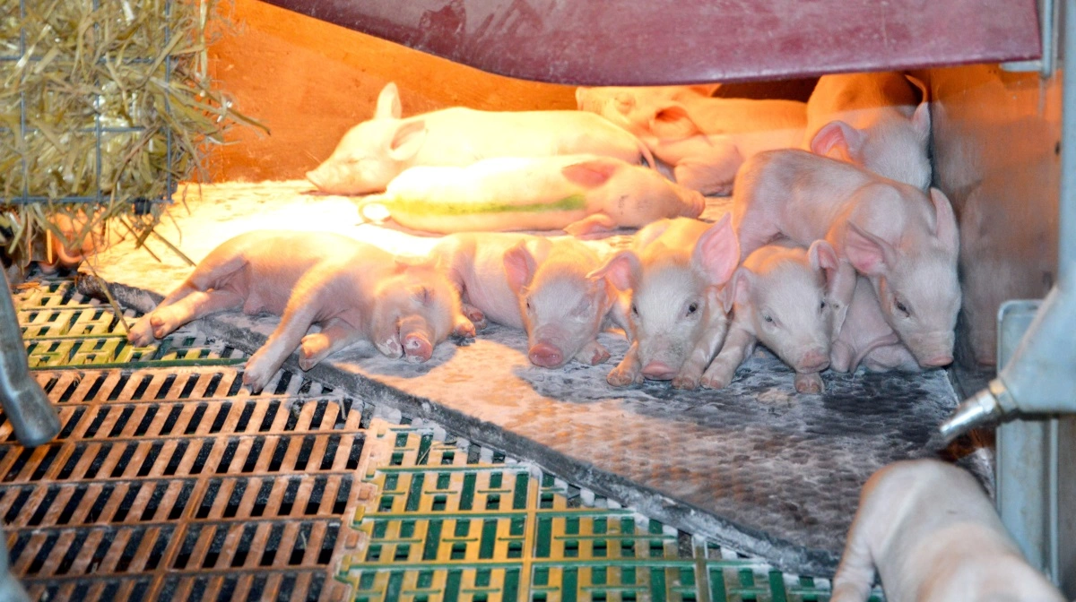 En for høj dosering af kartoffelmel viste sig at være årsagen til forstoppelse i en farestald. Arkivfotos: Camilla Bønløkke