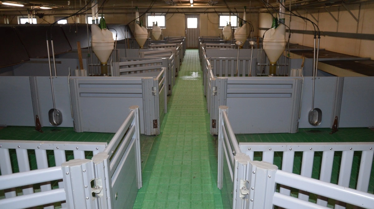 - Har du planer om at sætte driften på pause, kan du eventuelt indsætte et mindre antal dyr for at bevare kontinuiteten, lyder anbefalingen fra Anne Kirkegaard. Arkivfoto: Camilla Bønløkke