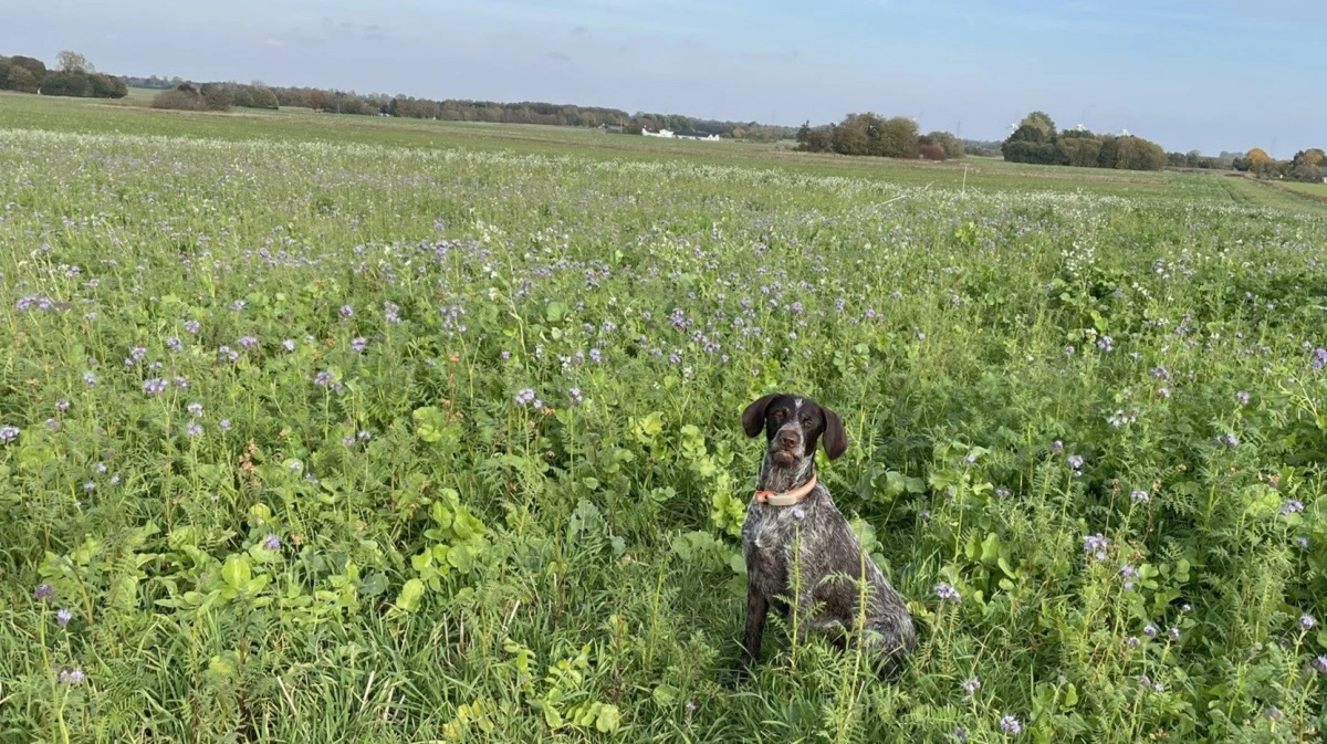 Emil Busk Andersens egen blanding består af strukturator, honningurt, vintervikke, blodkløver og boghvede. Gode efterafgrøder har ikke kun betydning for den sunde jord, men også for vildt og insekter, der lever over jorden. Det er en fordel, når man som Emil Busk Andersen er både jagt- og hundeinteresseret. Fotos: FRDK