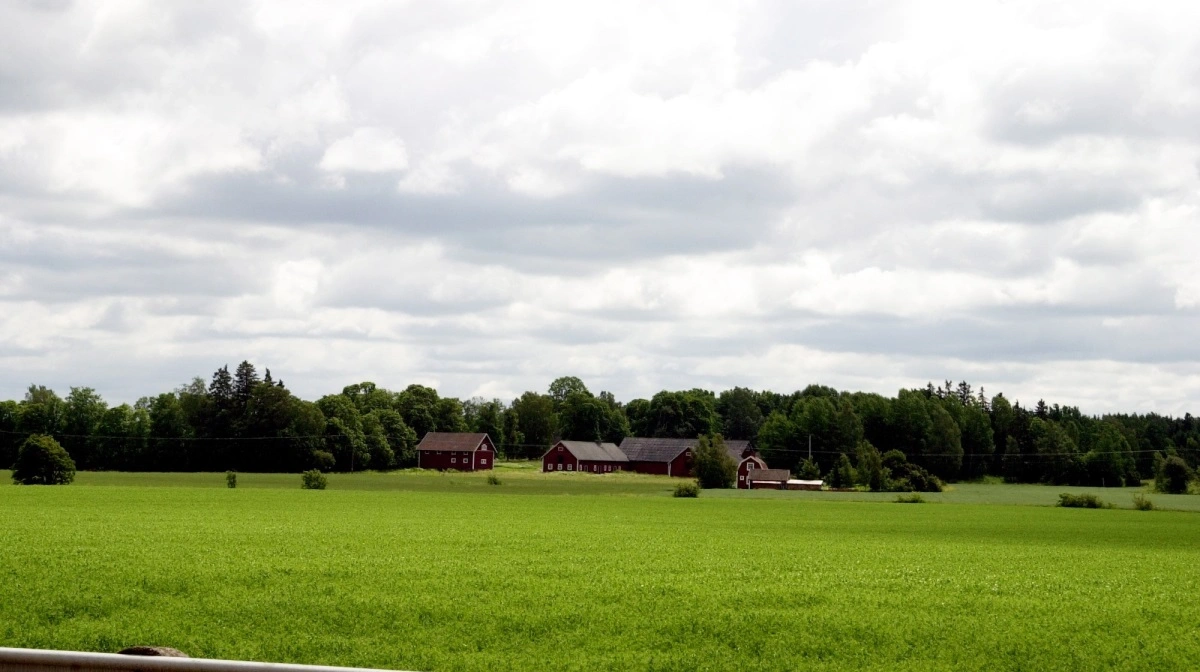 Den svenske regering vil øge landbrugsarealet med 340.000 hektar - blandt andet ved at fælde skov for at omlægge den til agerbrug. Arkivfoto: Erik Hansen