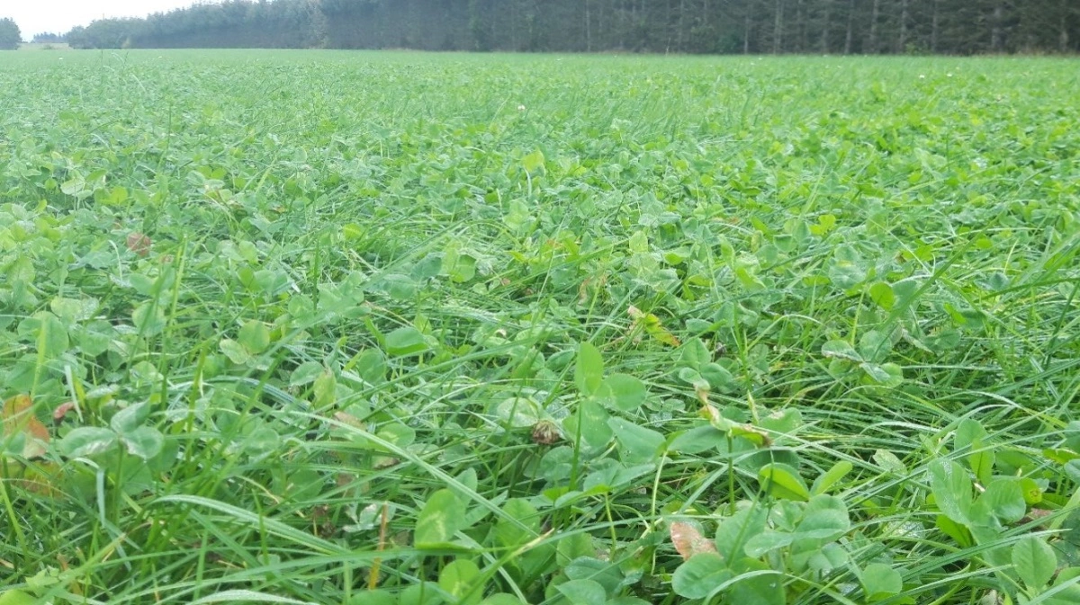 Timingen for slæt – især ved første slæt – er afgørende for kvaliteten af dit grovfoder, og det kan virkelig betale sig at få styr på det helt rette tidspunkt. Foto: Sagro