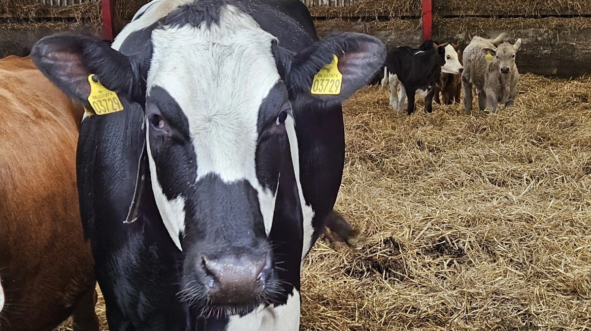 Mælkeproducenters største udgifter er tilskudsfoder og grovfoder. Arkivfoto