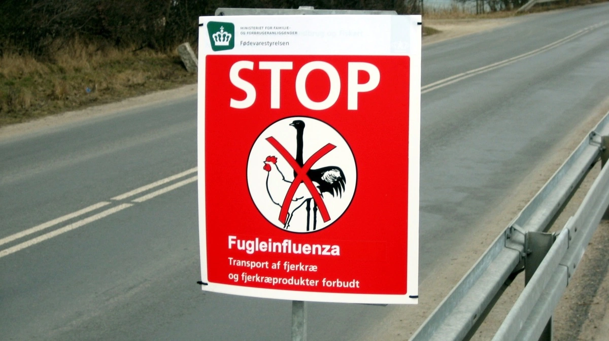 Det er for alvor igen blevet sæson for den frygtede fugleinfluenza. Arkivfoto