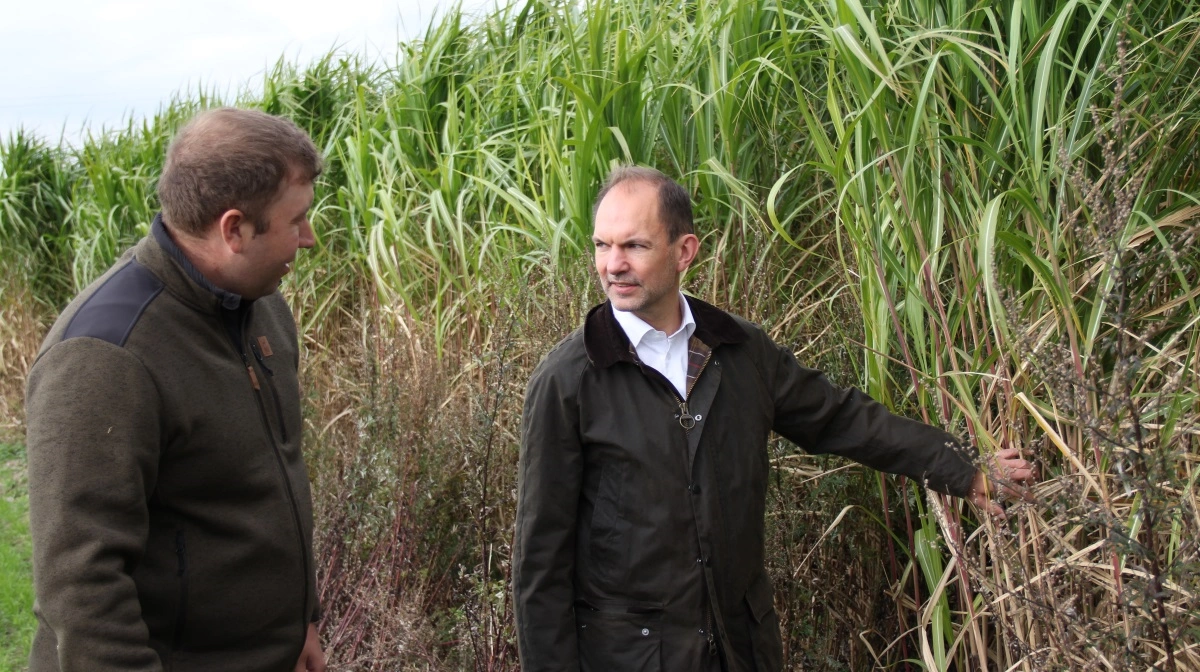 Elefantgræs kan dyrkes på lavbunds- og oversvømmelsestruede jorde og bruges som bæredygtig biomasse. Her viser landmand og landechef for TerraVesta Danmark, Jacob Eskelund Nielsen, Minister for Grøn Trepart, Jeppe Bruus (S), afgrøden – som interesserede kan se nærmere på ved markvandringen den 26. november i Gelsted på Fyn. Arkivfoto: Morten Ipsen