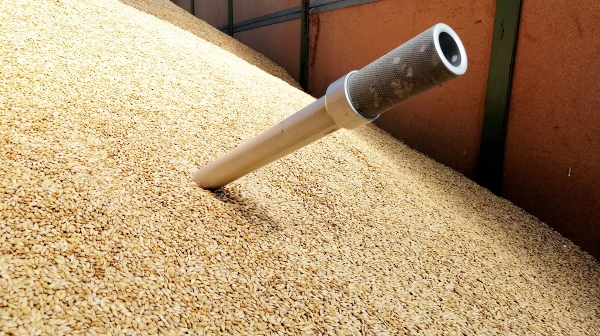 Som forventet har de høje udbytter givet et fald i protein, men ikke så meget som frygtet, lyder det fra rådgiver Peter Mark Nielsen om de endelige resultater. Arkivfoto: Camilla Bønløkke