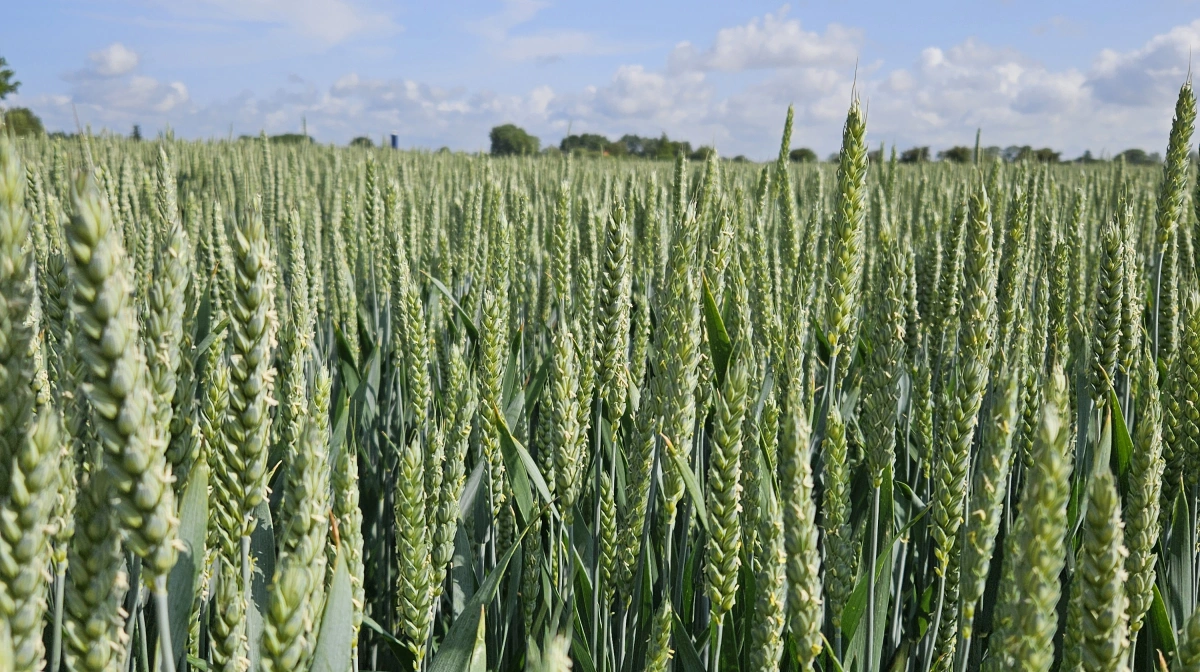 I Danmark, Tyskland, Polen og England varierede omkostningerne til at dyrke en hektar hvede i 2024 mellem 525 og 1.050 €. Arkivfoto: Camilla Bønløkke