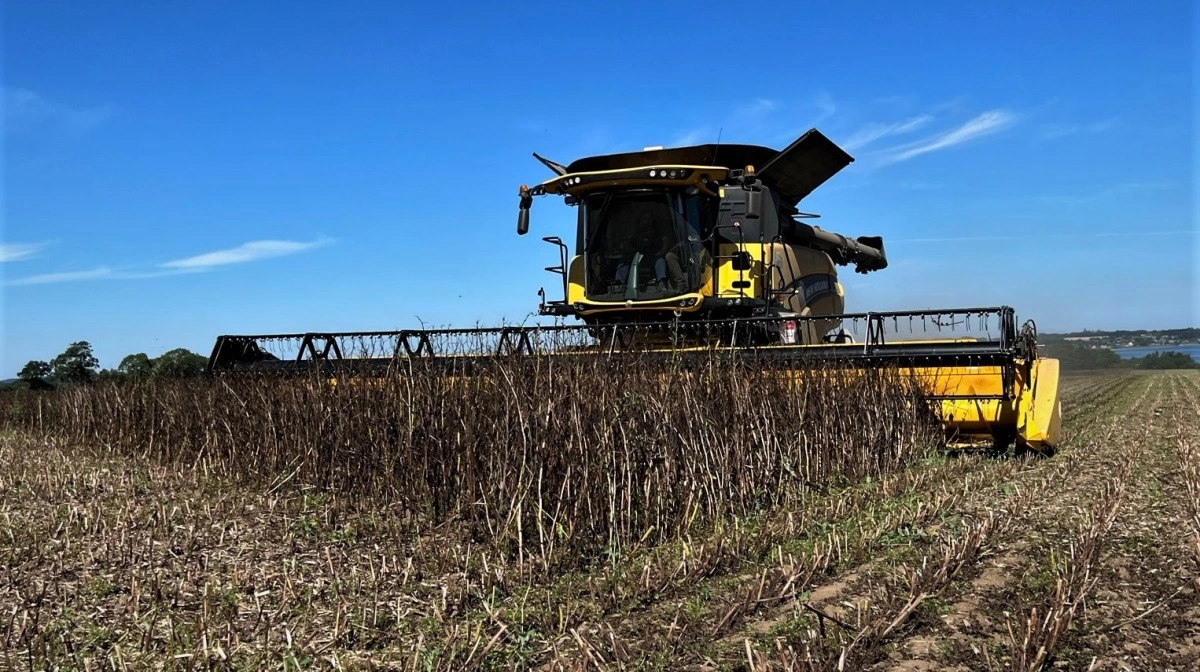 Sønderborg vil sammen med lokale landmænd dyrke og forarbejde bælgfrugter lokalt for klima, sundhed og nye jobs. Arkivfoto: Kasper Stougård