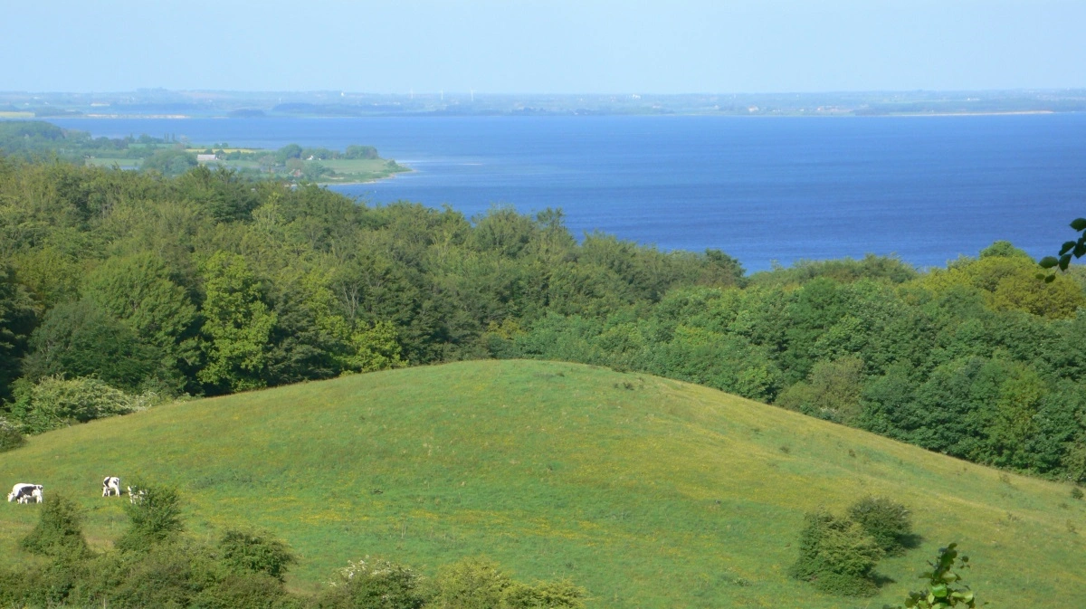 Parterne i Grøn Trepart Lillebælt/Fyn er blevet enige om en omlægningsplan, der blandt andet skal bidrage til at mindske iltsvindet i Lillebælt. Arkivfoto