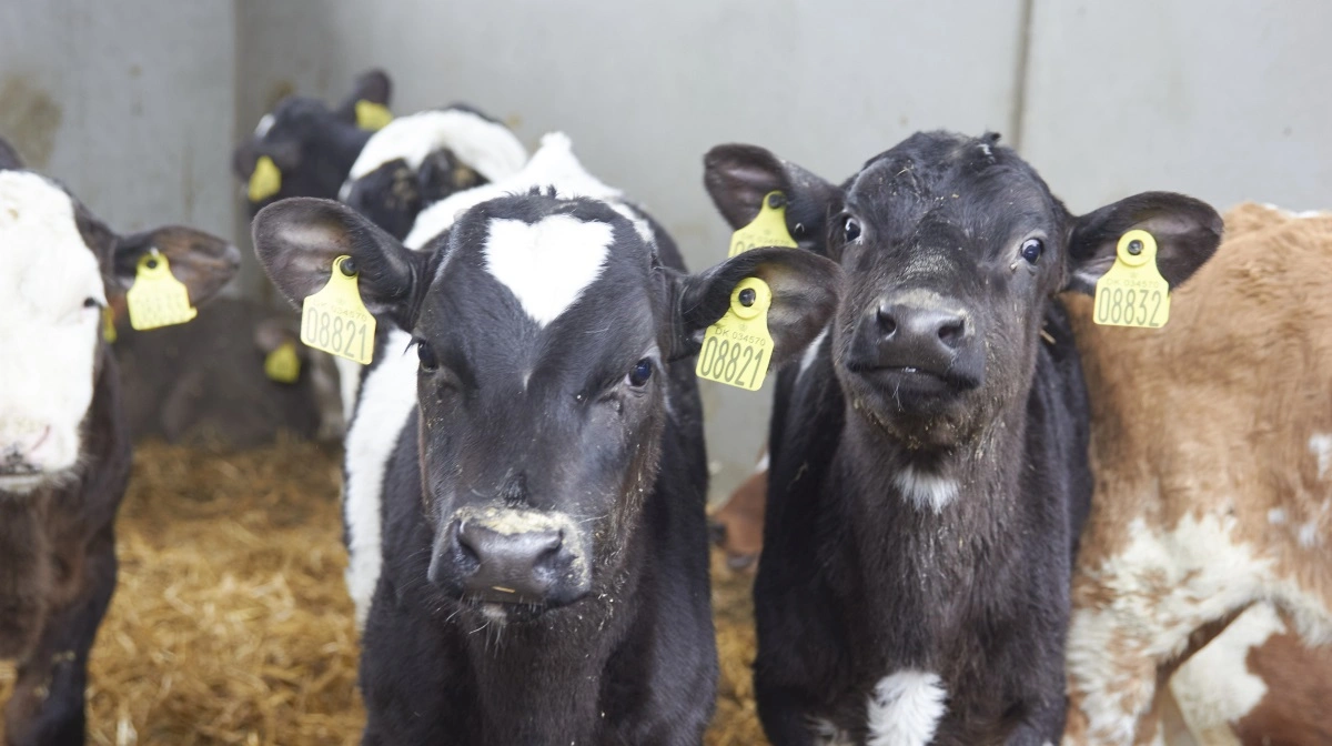 Kuldeindekset (chill faktor), som kombinerer temperatur og vindhastighed, viser tydeligt, at lav temperatur og træk øger risikoen for sygdom og dødelighed blandt kalve. Arkivfoto: Tenna Bang