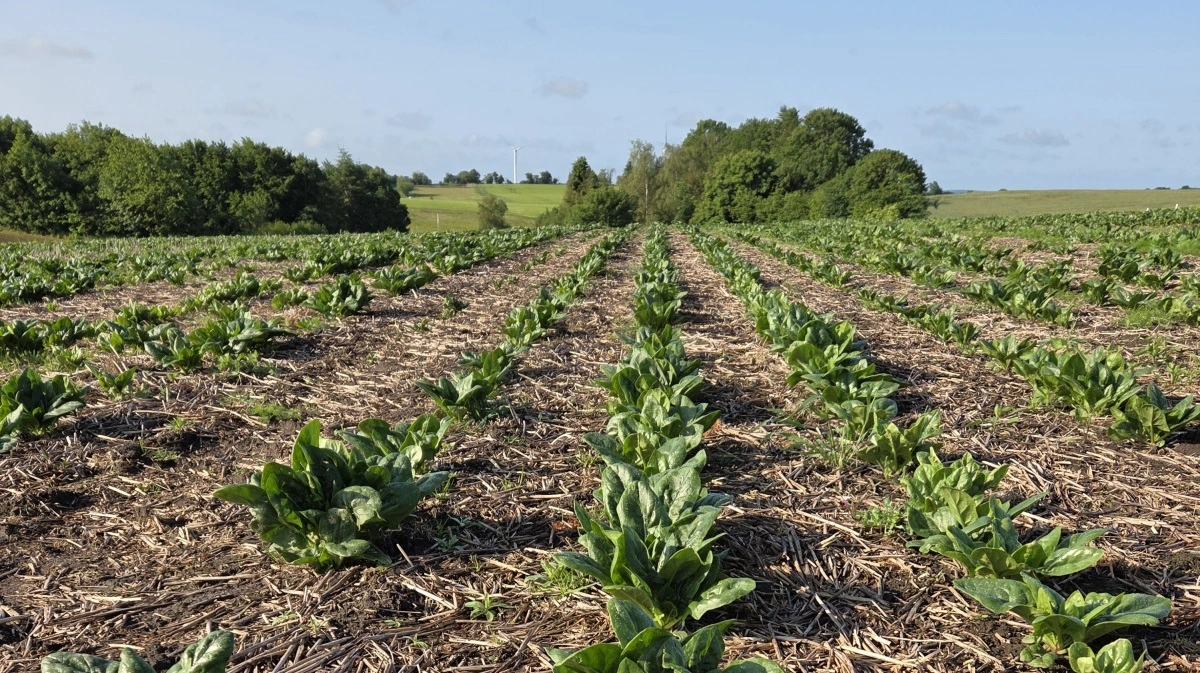 Novag-såmaskinen etablerede i foråret spinat på 50 centimeters rækkeafstand. Spinaten blev sået direkte, og det resulterede i meget begrænset behov for ukrudtsbekæmpelse, vurderer Peter Porse. 