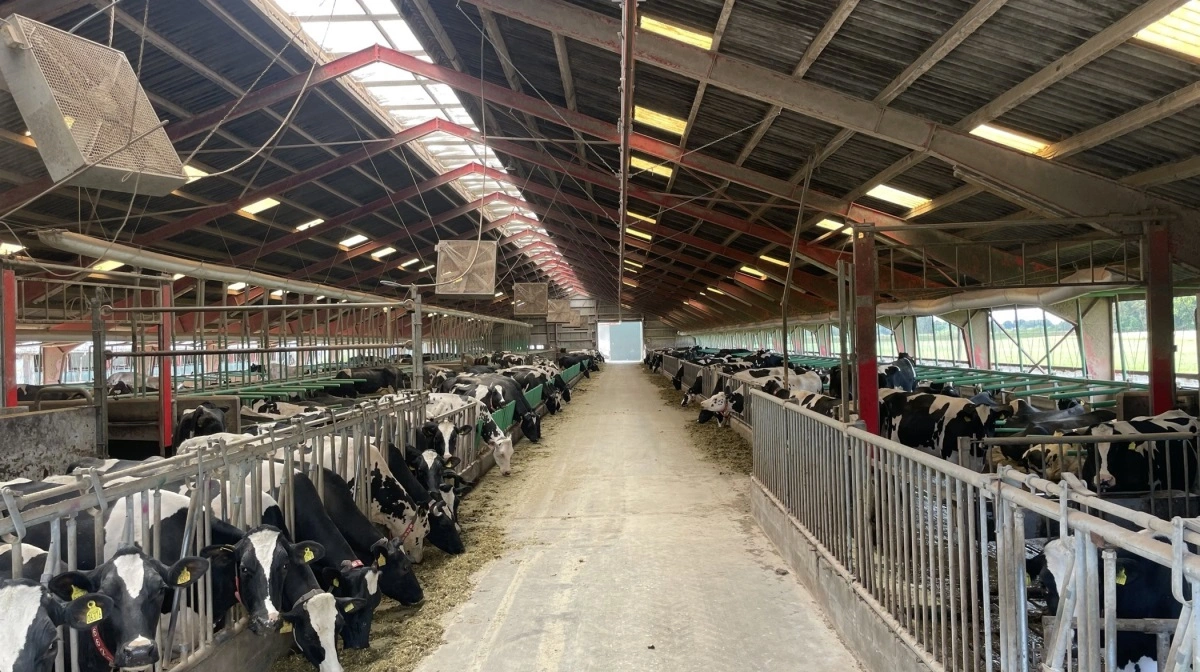 Inde i stalden malkes køerne med robotter og fodres automatisk – en del af et moderne og effektivt driftsanlæg.