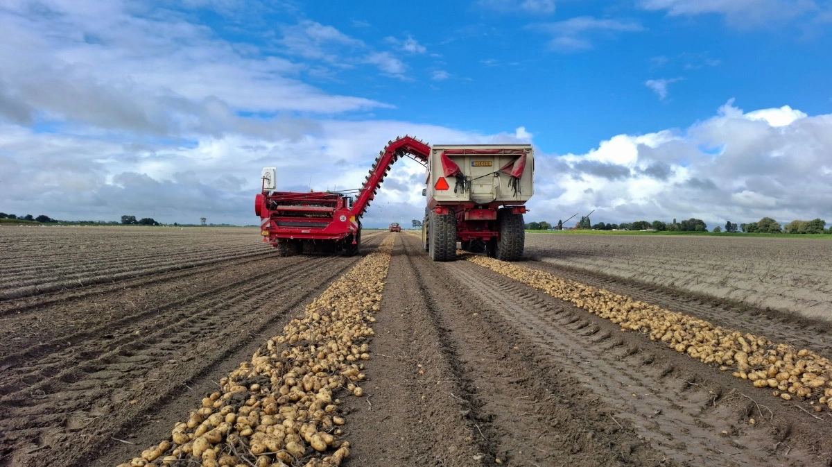 Det hollandske kartoffelselskab Royal HZPC Group har leveret et historisk regnskab i 2024/25. Fotos: Royal HZPC
