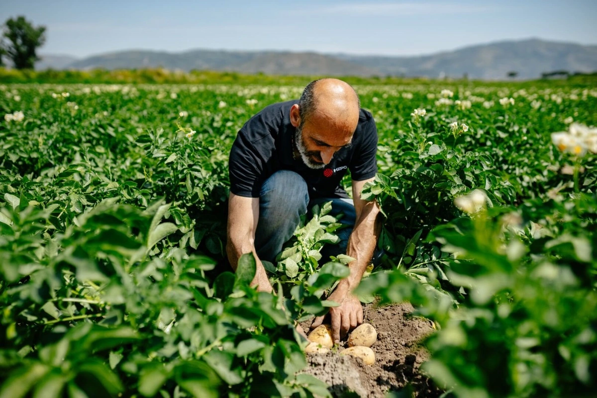Med en omsætning på 3,9 milliarder kroner og mere end én million ton solgte læggekartofler giver Royal HZPC en rekordudbetaling til avlerne.