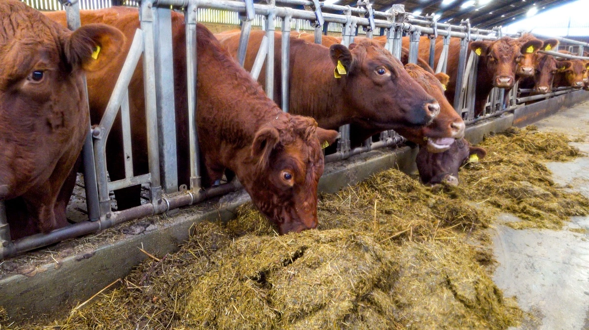 Steensgaard har 100 rød angus fedekvæg.