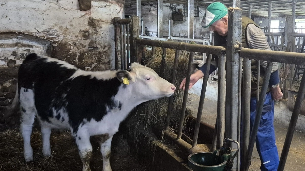 Den 86-årige landmand nyder at komme i stalden hver eneste dag.