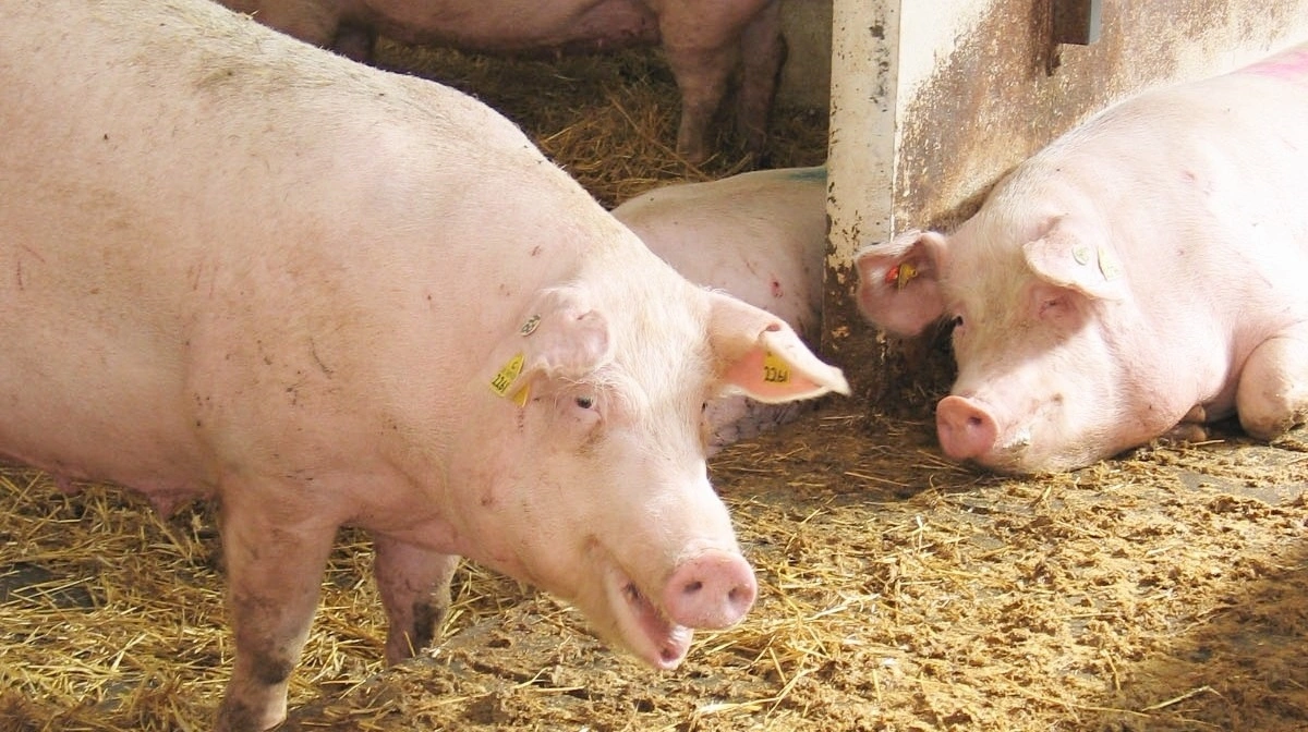 Arkivfoto: Anne Wolfenberg