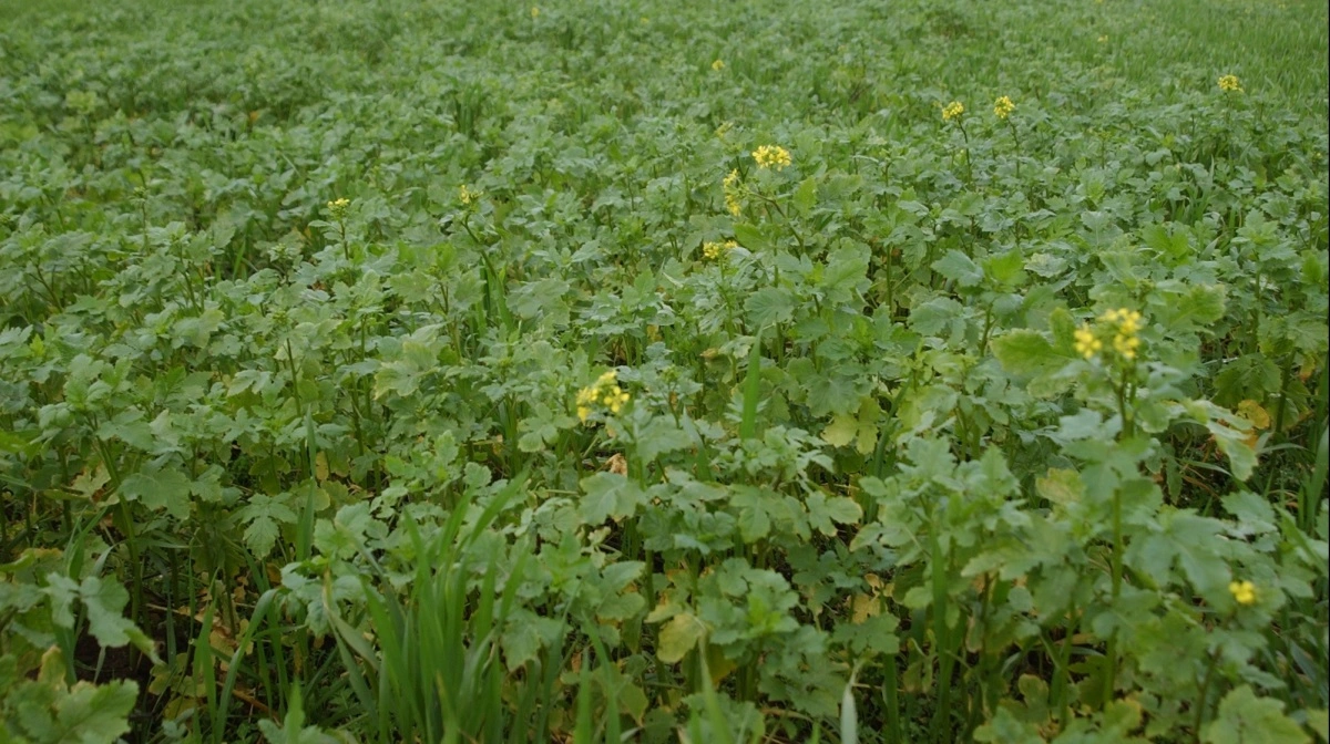 Vintersåningen går godt i Europa, afgrøderne står stærkt, og markedet ser stabilt ud trods lokale vejrudfordringer. Arkivfoto: Erik Hansen